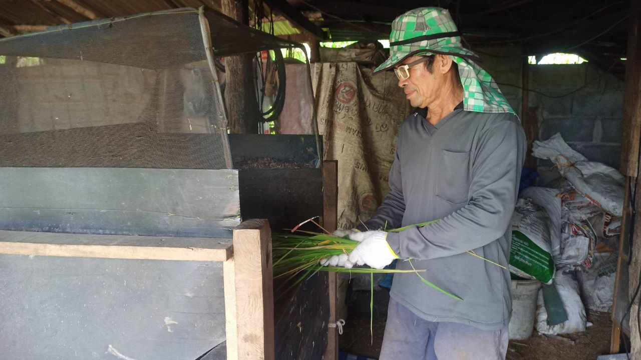 ข่าวเม่าสกลนคร ผลิตได้ปีละ 2 ฤดูกาล