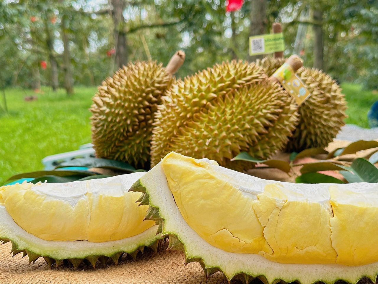 ทุเรียนหมอนทองระยอง