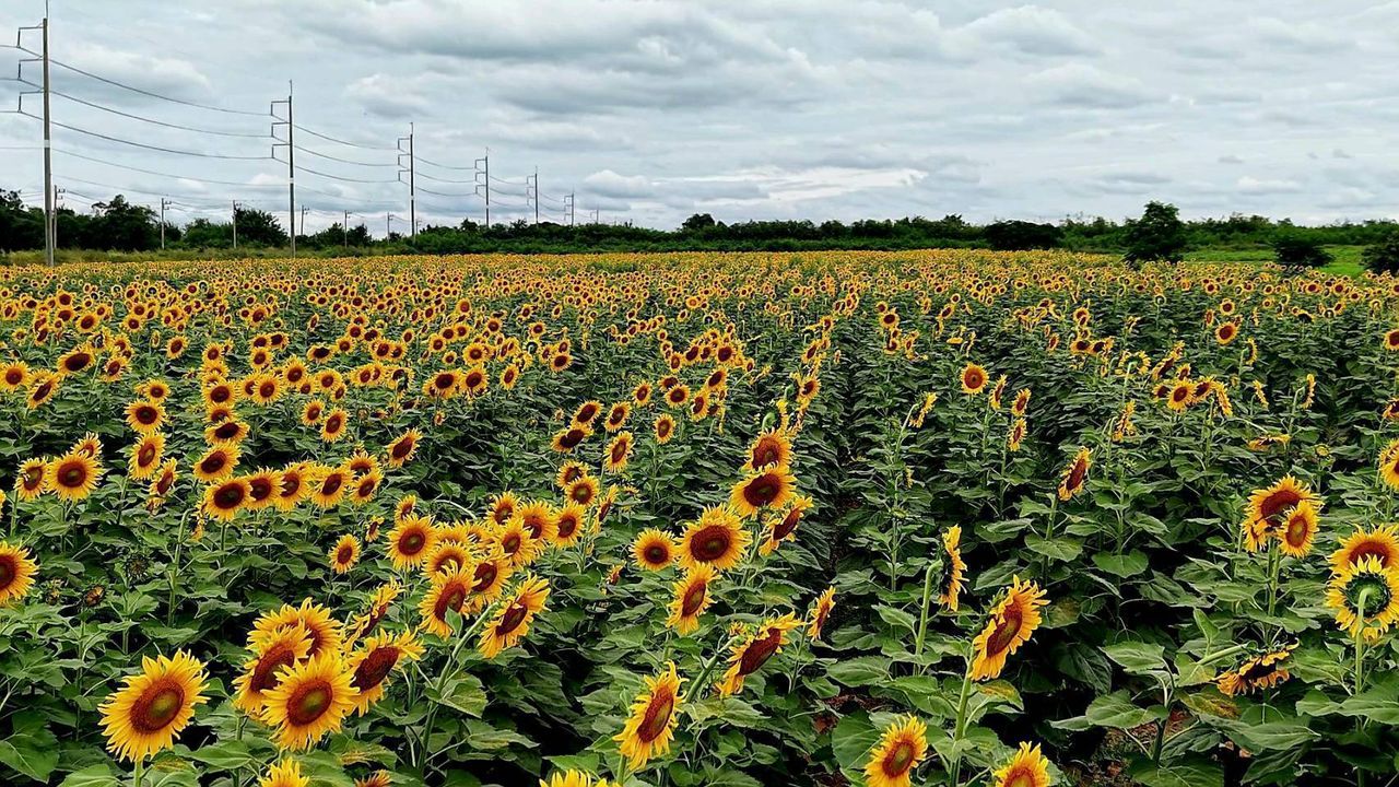 ทุ่งทานตะวัน บานสะพรั่งเหลืองอร่าม