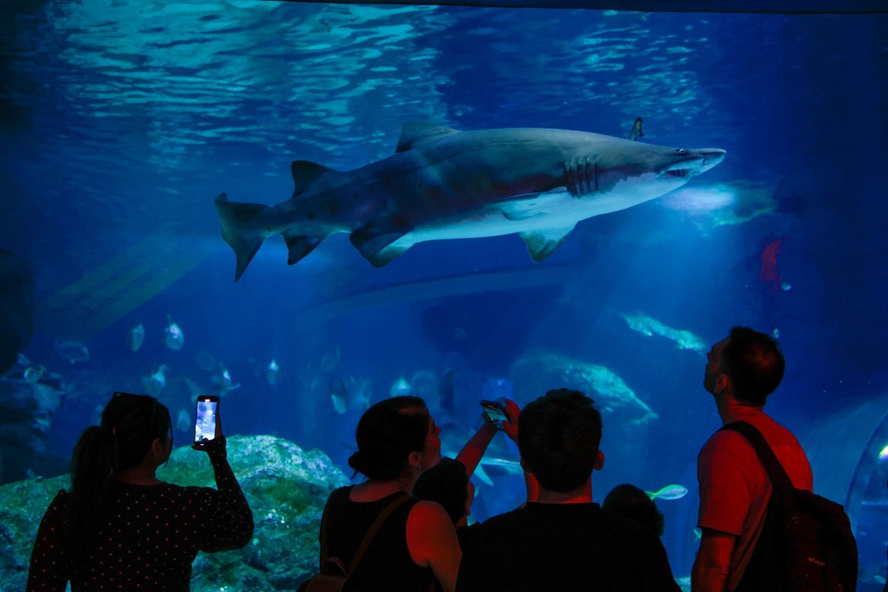 ที่มาของภาพ : เฟซบุ๊กเพจ SEA LIFE Bangkok Ocean World