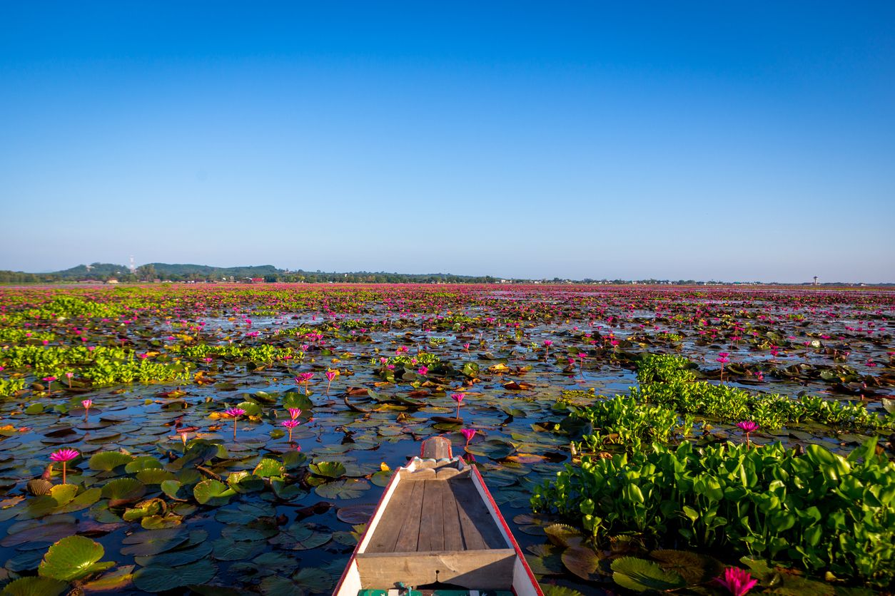 ทะเลน้อยในจังหวัดพัทลุง (ภาพจาก iStock)