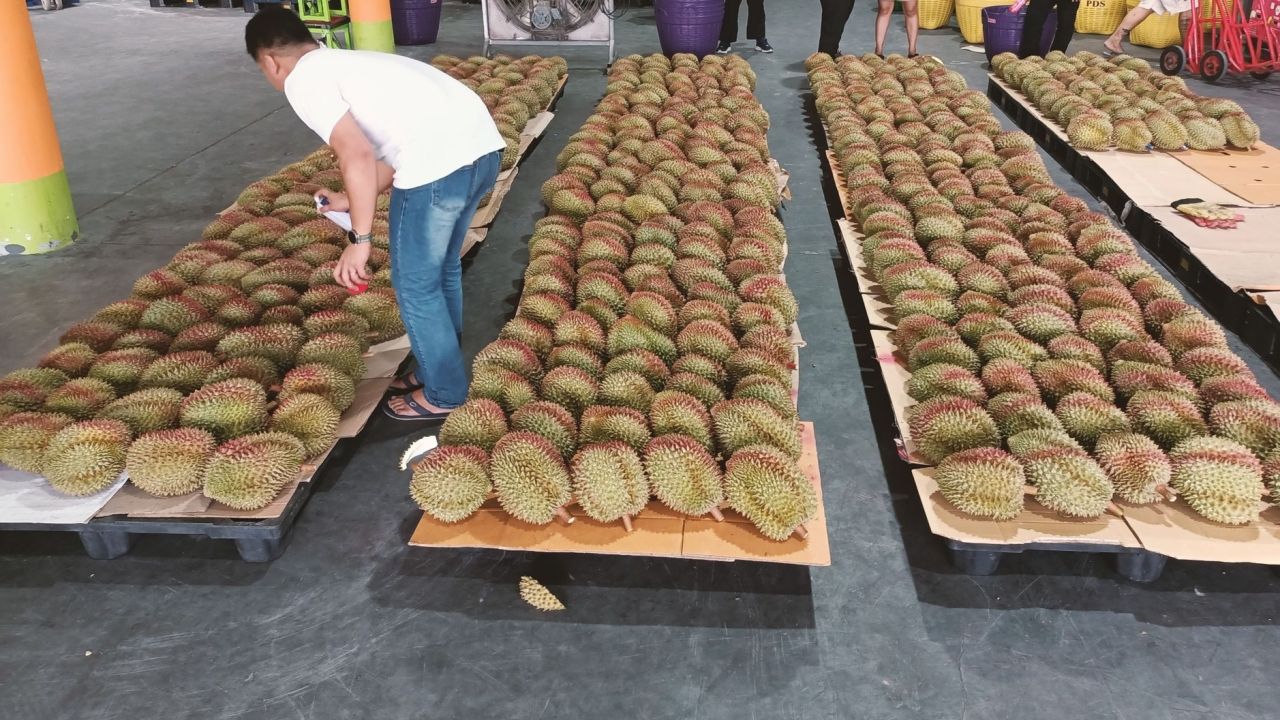 รื้อทุเรียนอ่อน ล้งจันทบุรี