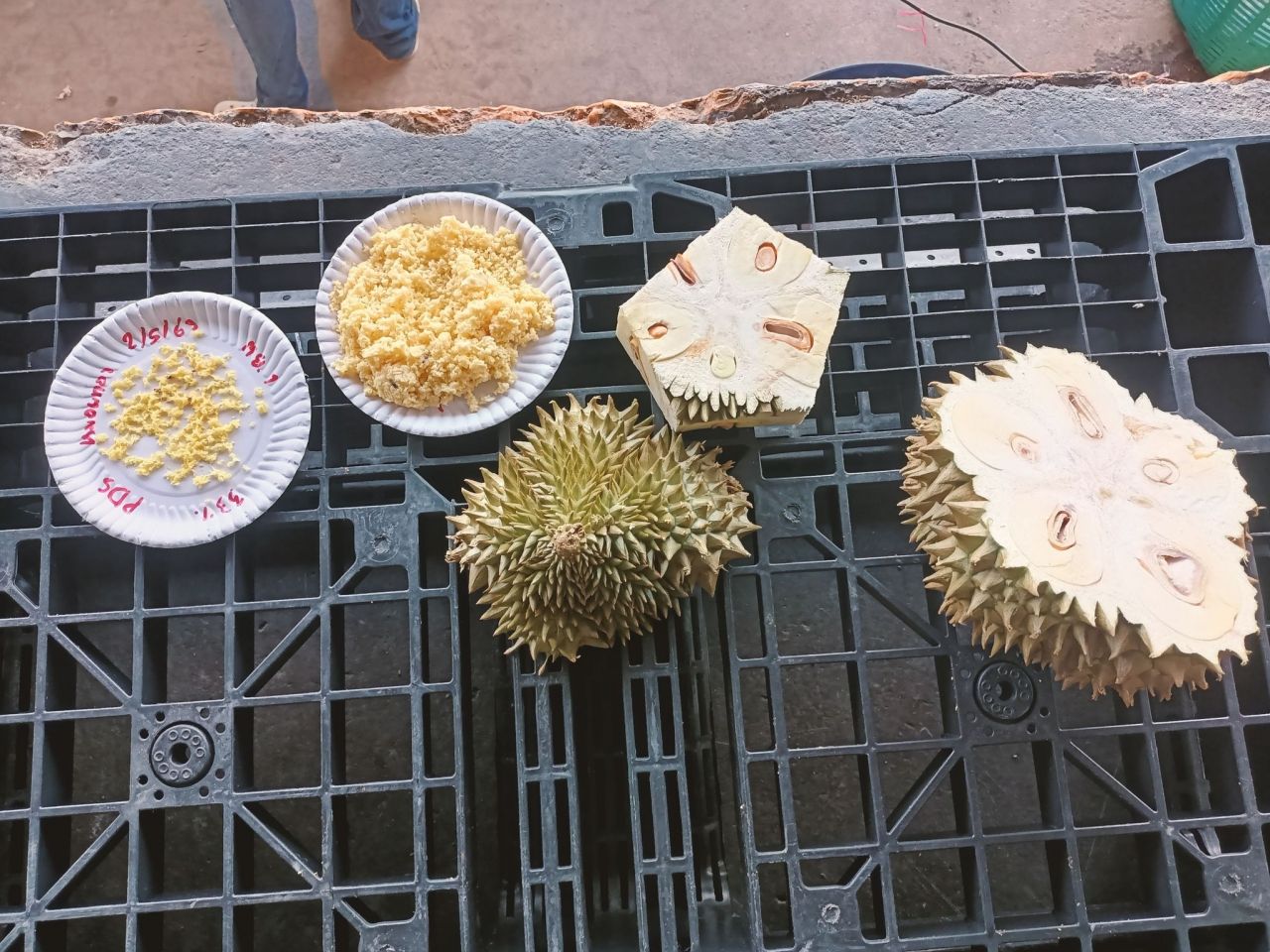 ตรวจพบทุเรียนอ่อน จันทบุรี
