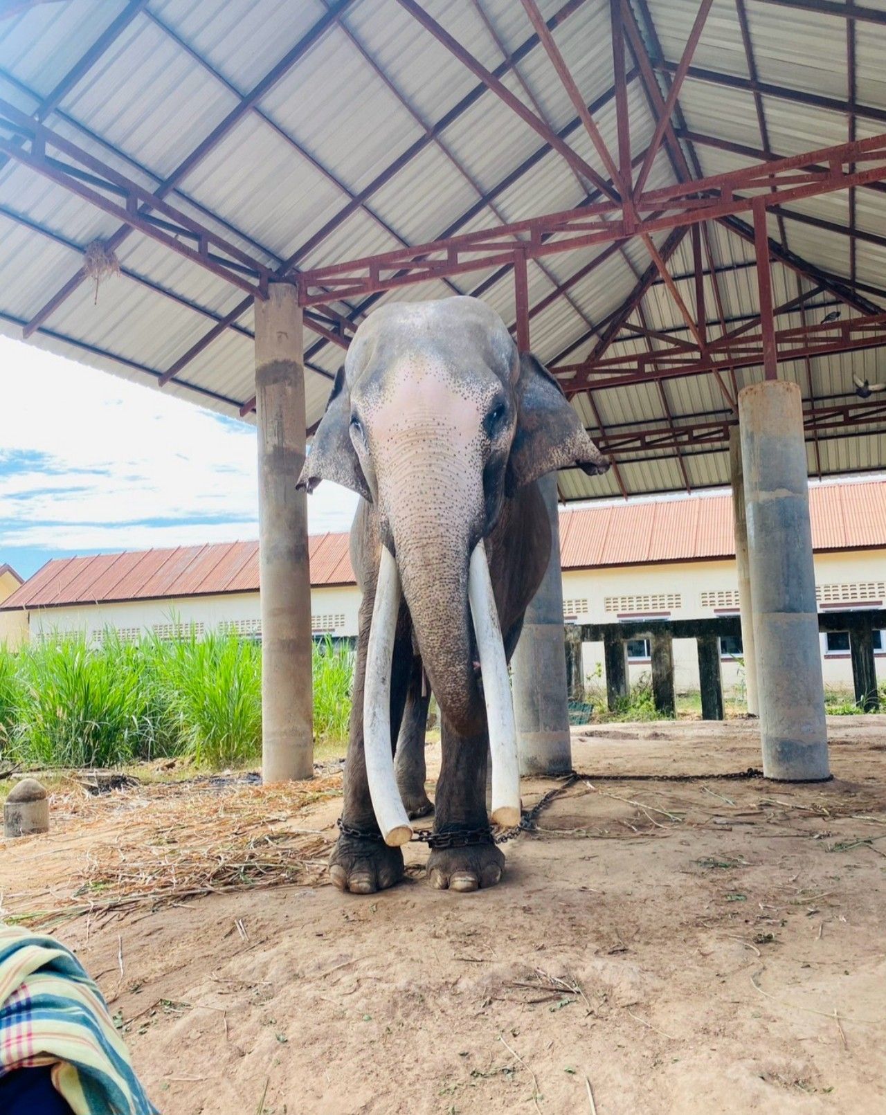ภาพพลายทองใบ ช้างงายาวที่สุด