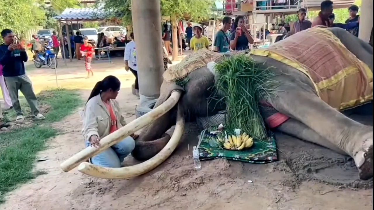พลายทองใบ ช้างงาสวย ยาวที่สุดในประเทศไทย