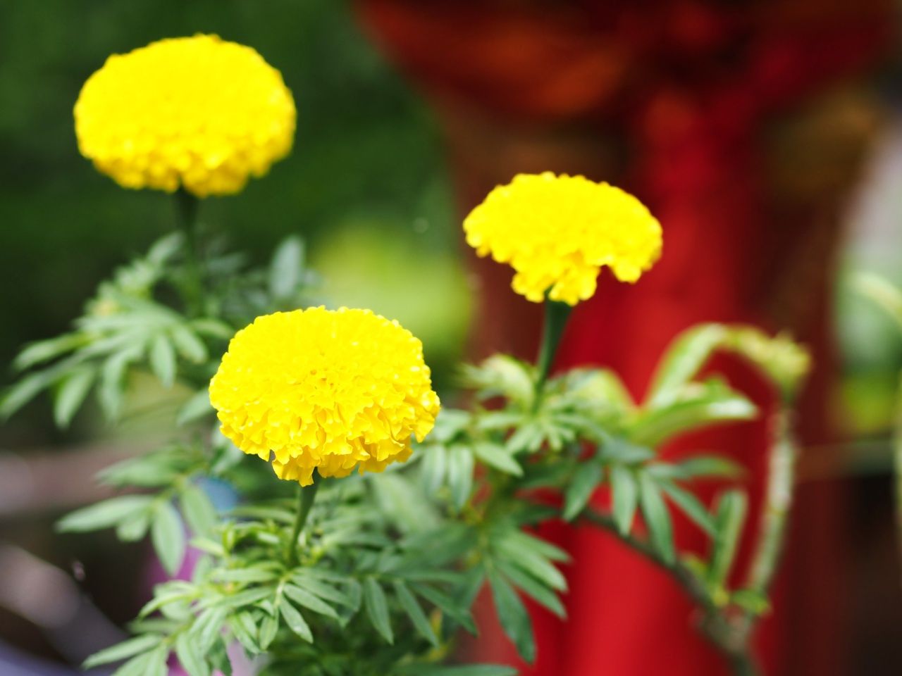 ดอกดาวเรืองหรือดอกไม้สด