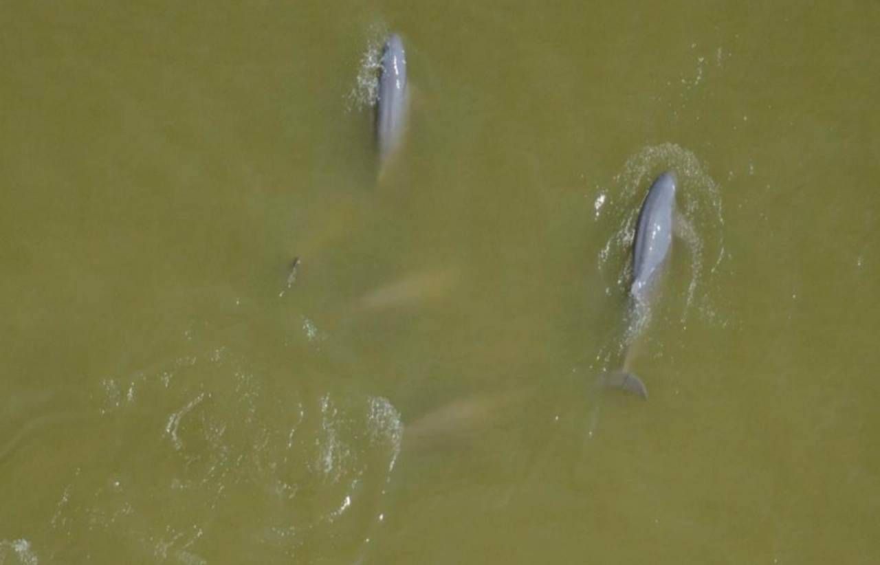 ขอบคุณภาพ ศูนย์วิจัยทรัพยากรทางทะเลและชายฝั่งอ่าวไทยตอนล่าง (สงขลา)