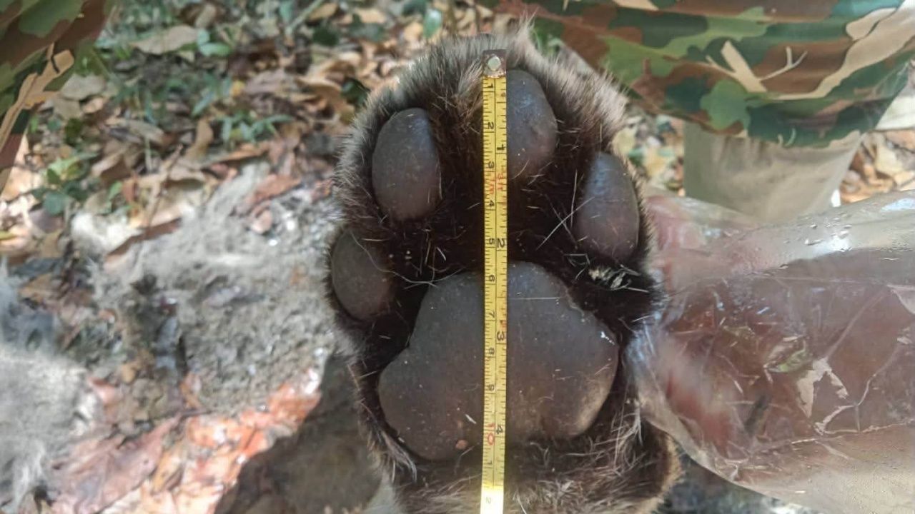 ซากเสือโคร่งวัยรุ่น