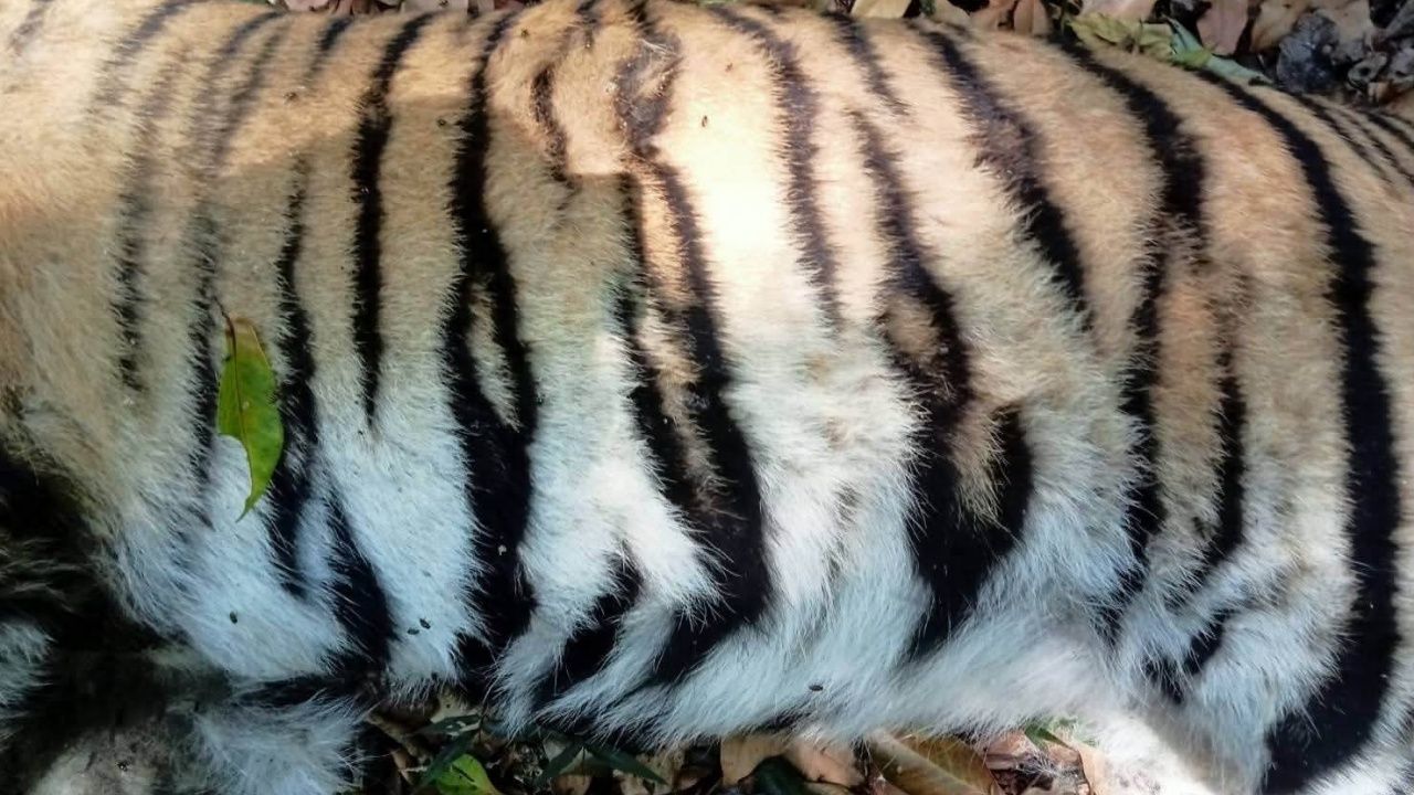 บาดแผลเสือโคร่ง