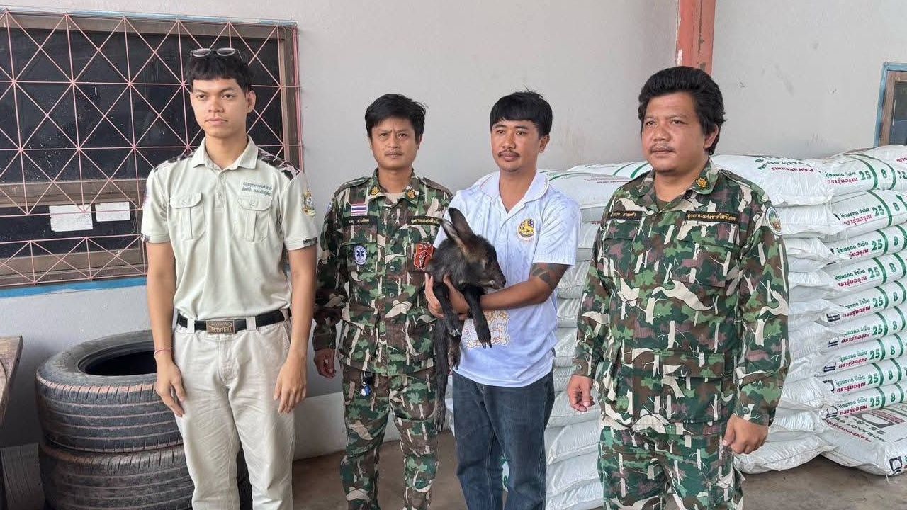 ชาวบ้านพบลูกเลียงผาหลงฝูงอุทยานไทรโยค