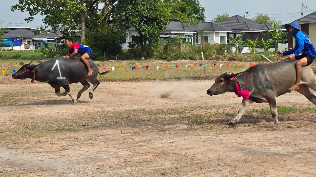 งานแข่งวิ่งควายไทย 2569