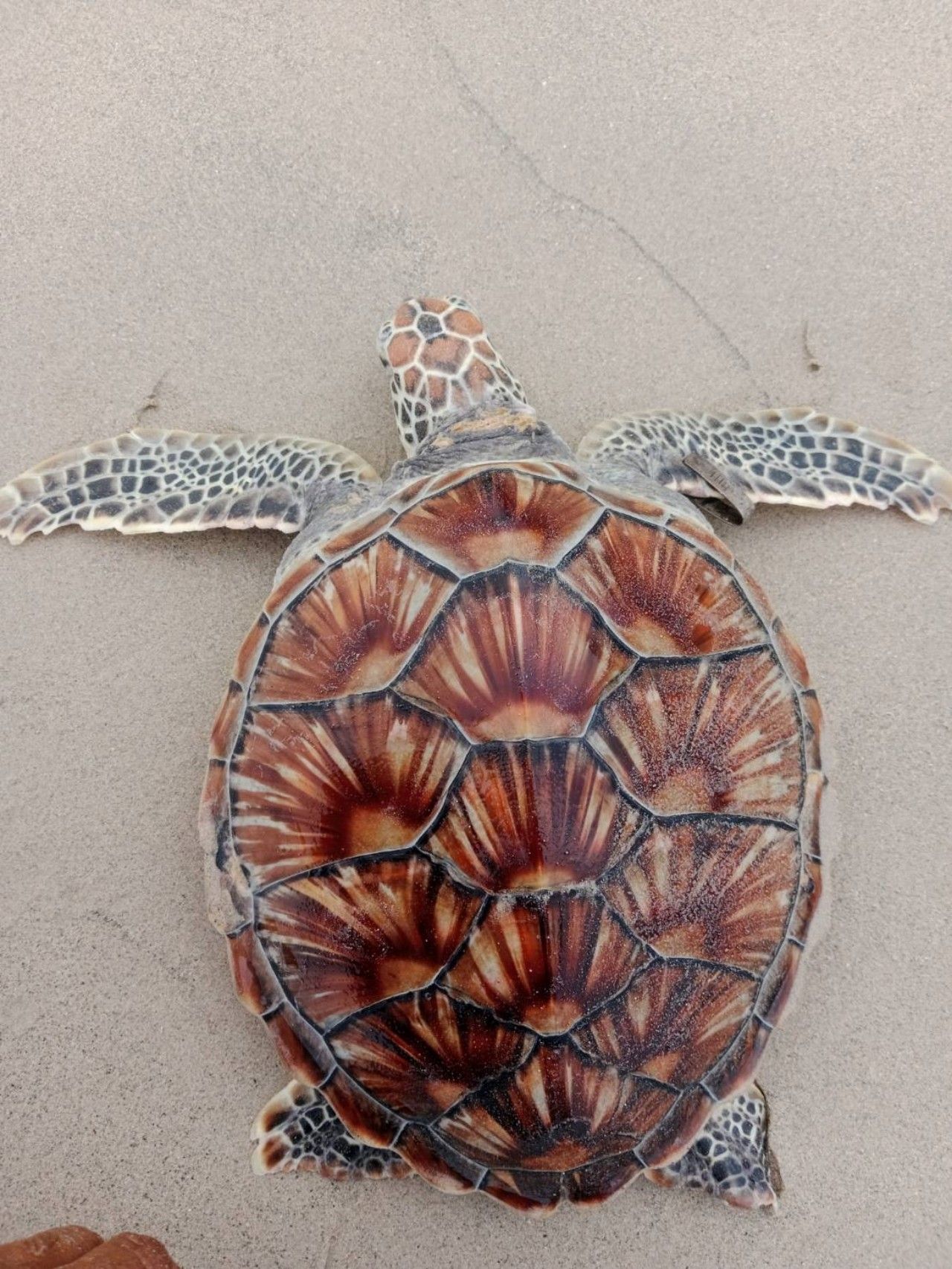 ไลฟ์การ์ดช่วยเต่าตนุ