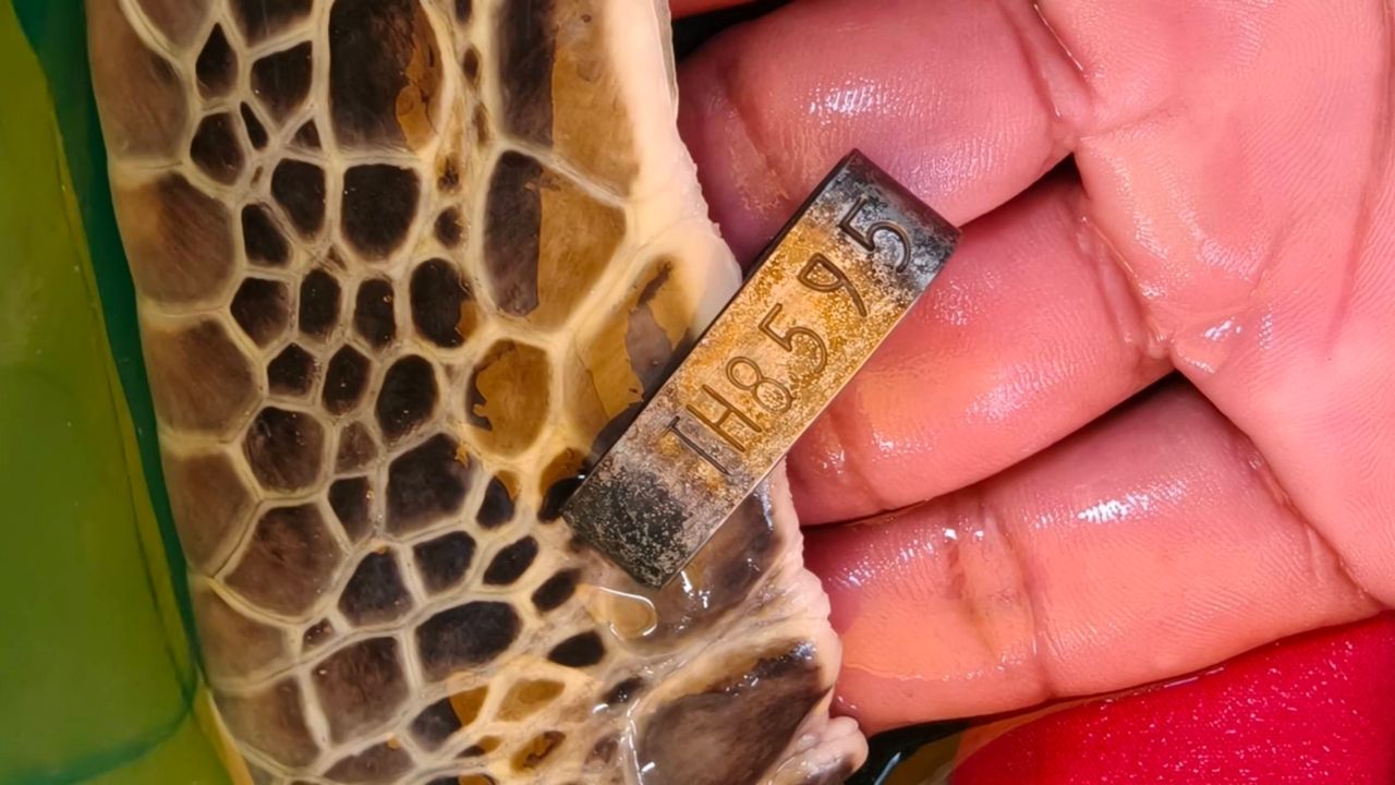 เต่าตนุที่หาดกมลา