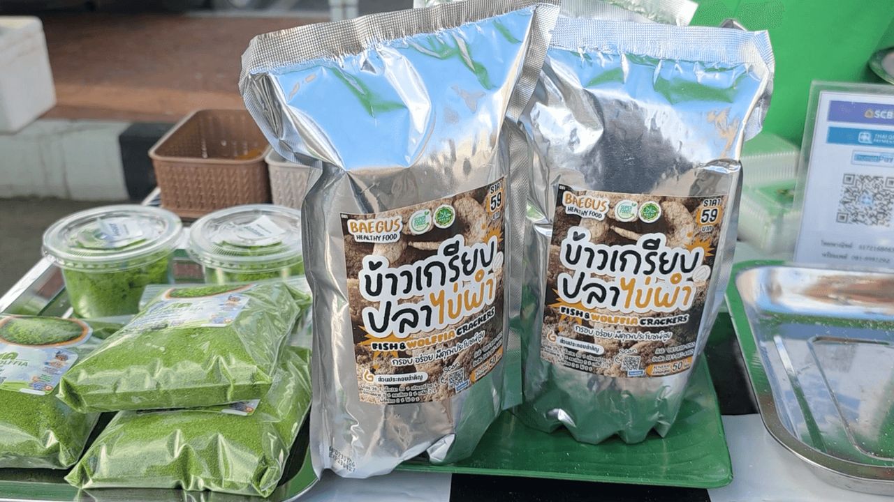 นอกจากขนมโคไข่ผำแล้วยังมีข้าวเกรียบไข่ผำด้วย