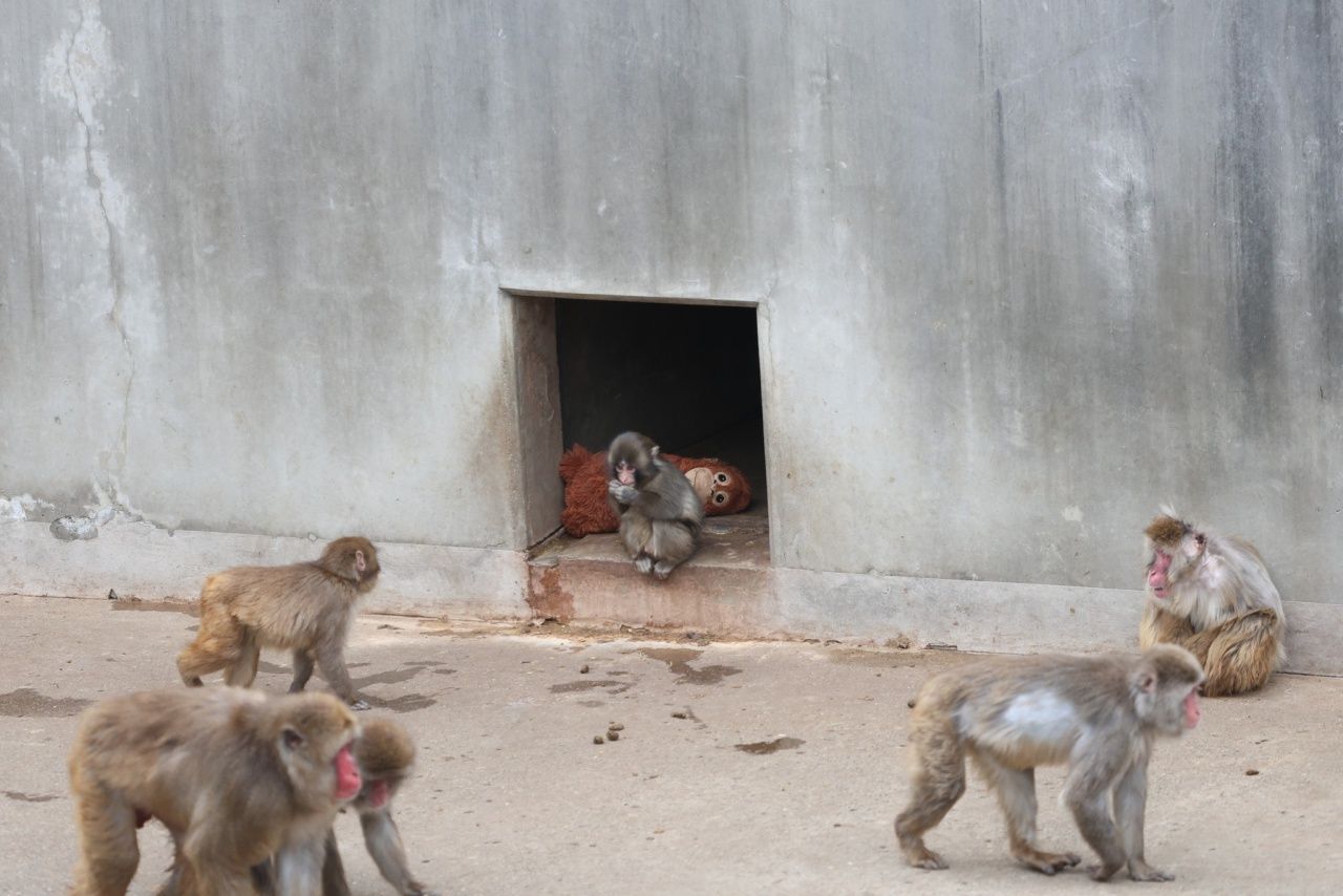 ภาพจาก Ichikawa City Zoo