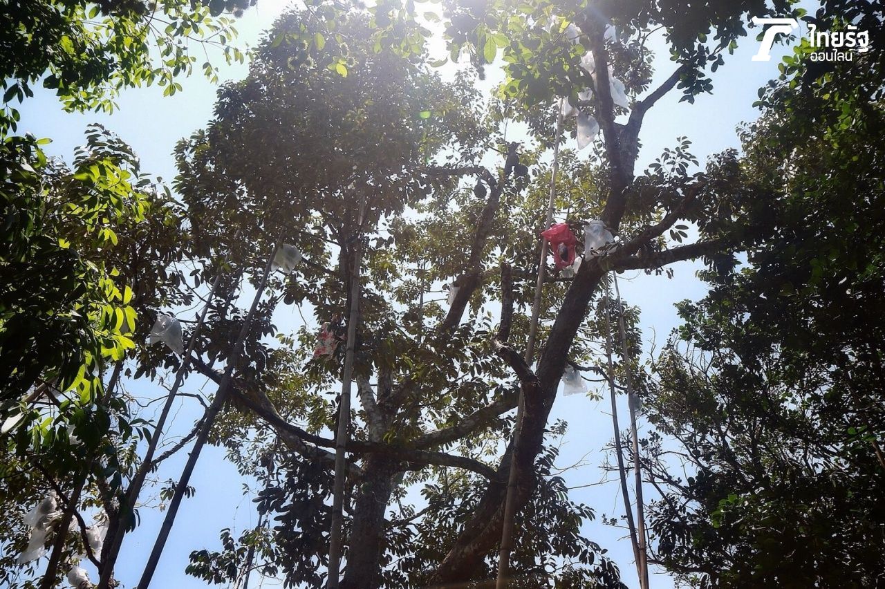 สวนออร์แกนิกไม่ใช้สารเคมี ยาฆ่าแมลง จึงป้องกันกระรอกเจาะทุเรียนด้วยวิธีธรรมชาติโดยการใช้ถุงพลาสติก 