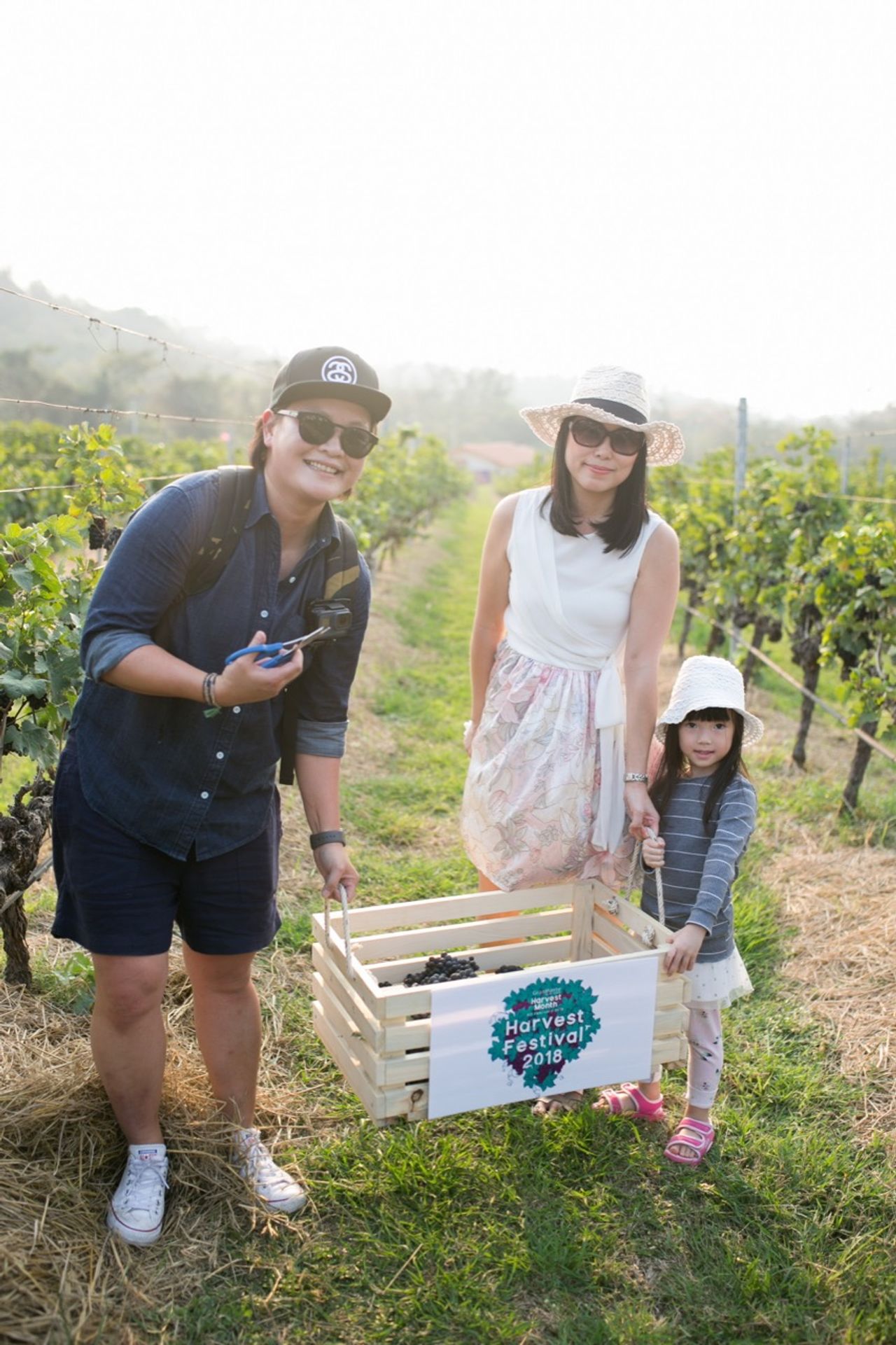 ผู้เข้าแข่งขันเก็บองุ่นไวน์ เทศกาล Harvest Festival 2018