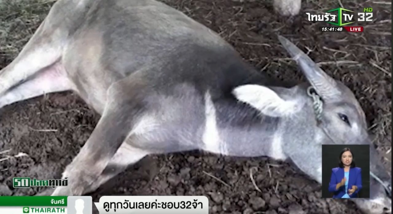 ควายที่ติดเชื้อพิษสุนัขบ้า ล้มตายเมื่อกลางเดือน ส.ค. 61 ที่ อ.กาบเชิง จ.สุรินทร์