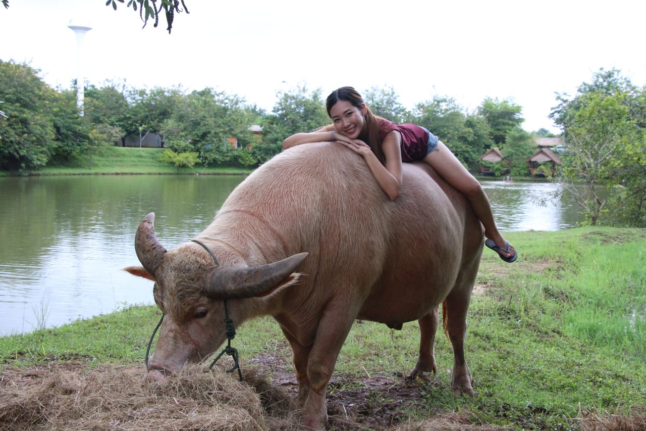 โรงเรียนสอนควาย หรือโรงเรียนกาสรกสิวิทย์ จ.สระแก้ว 