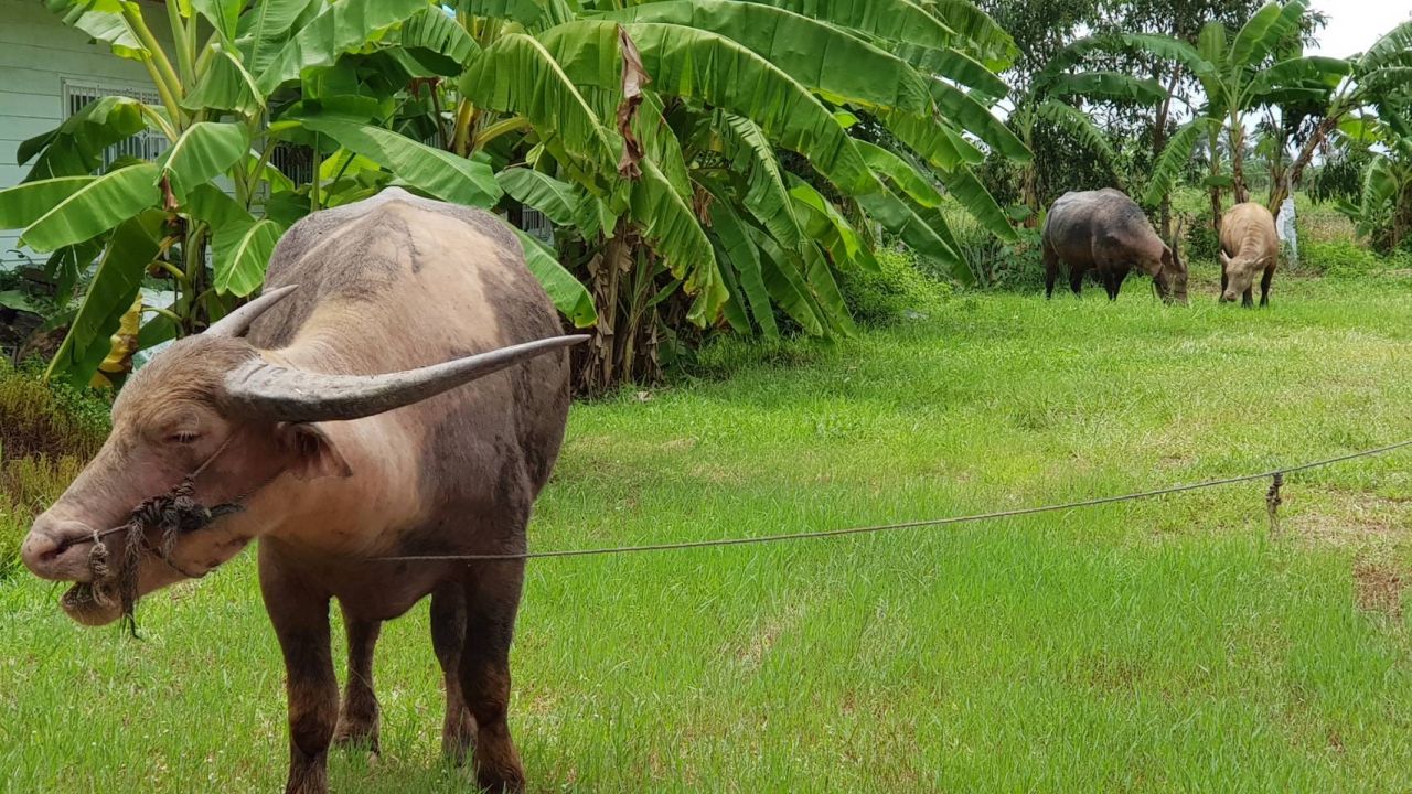 บรรยากาศภายใน ศูนย์พัฒนาชีวิตผู้ป่วยจิตเวช บ้านสวนสายใยก้อนแก้ว ตั้งอยู่ที่ 43/3 ตำบลก้อนแก้ว อำเภอคลองเขื่อน ฉะเชิงเทรา