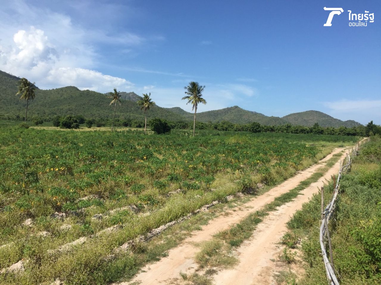 ที่ดินแปลงที่สมพงศ์นำมาเสนอ และหวังว่าจะมีการซื้อขาย
