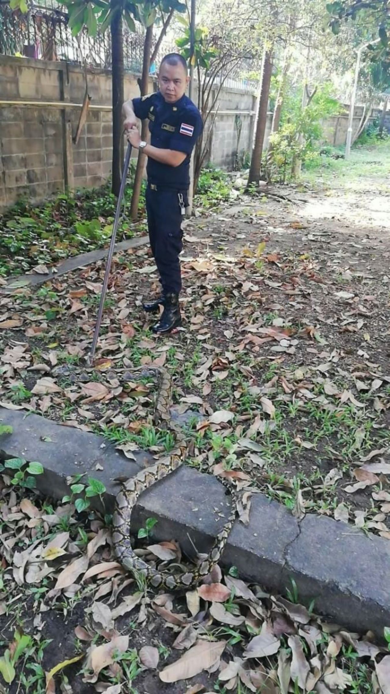 จนท.สถานีดับเพลิงพญาไท ช่วยเหลือประชาชนใน ซ.ศรีอยุธยา 5 จับงูเหลือมยาวประมาณ 2.50 ม. 