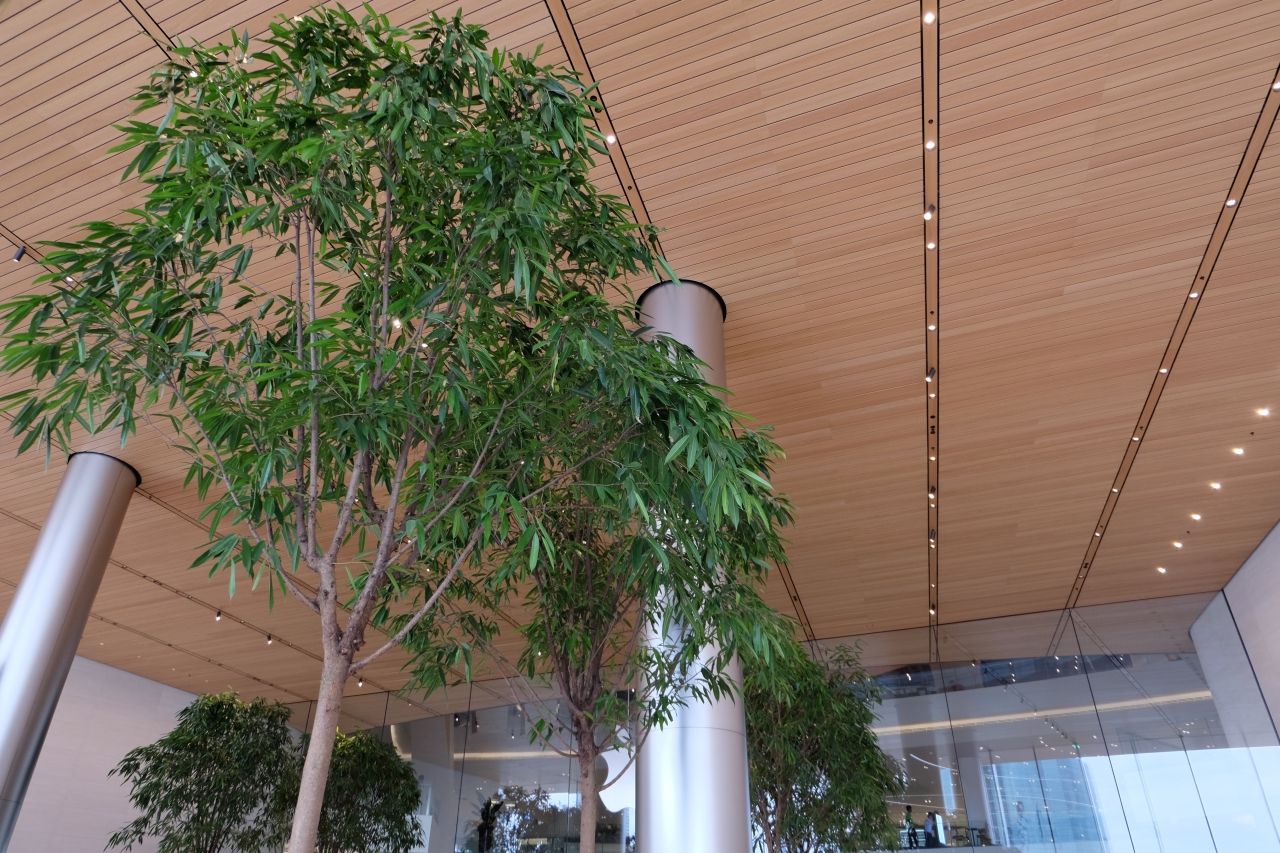 ต้นฟีกัส