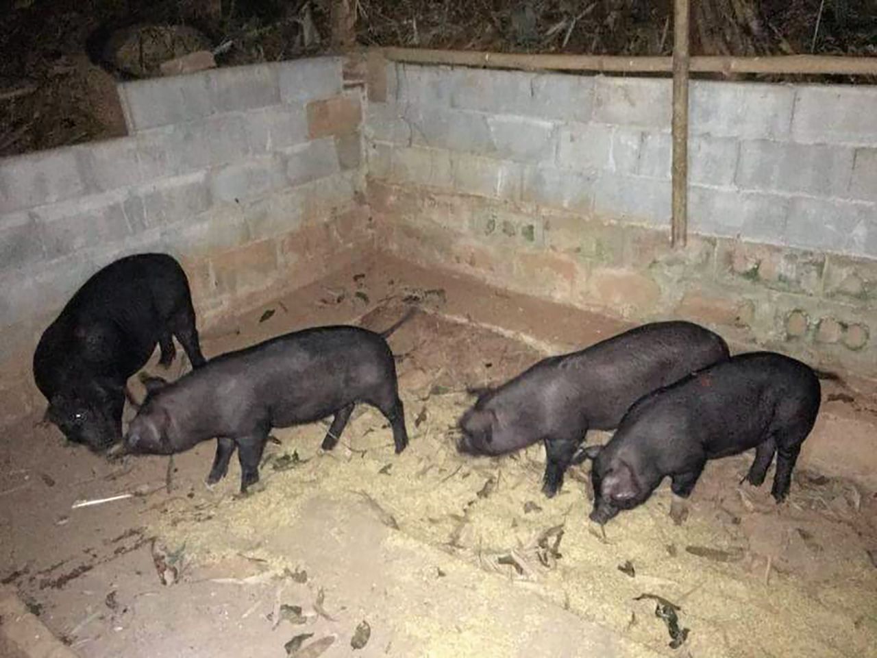 หมูแม่พันธุ์ ในศูนย์เรียนรู้ตามศาสตร์พระราชาของวิทยาเขตกู่เต้า โรงเรียนราชประชานุเคราะห์ 15ฯ.