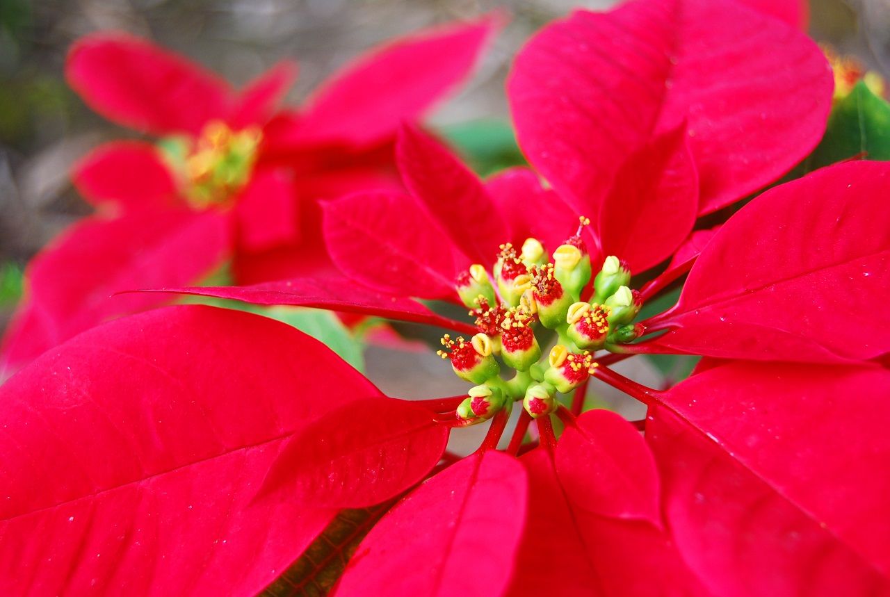 ต้นคริสต์มาส (Poinsettia Tree)