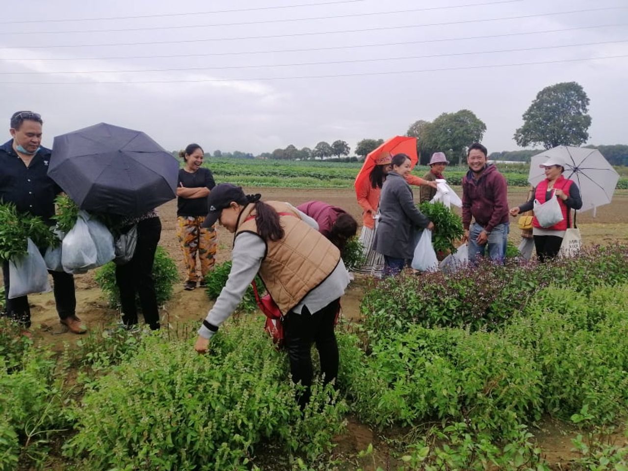 คนไทยมาซื้อถึงสวนผัก 