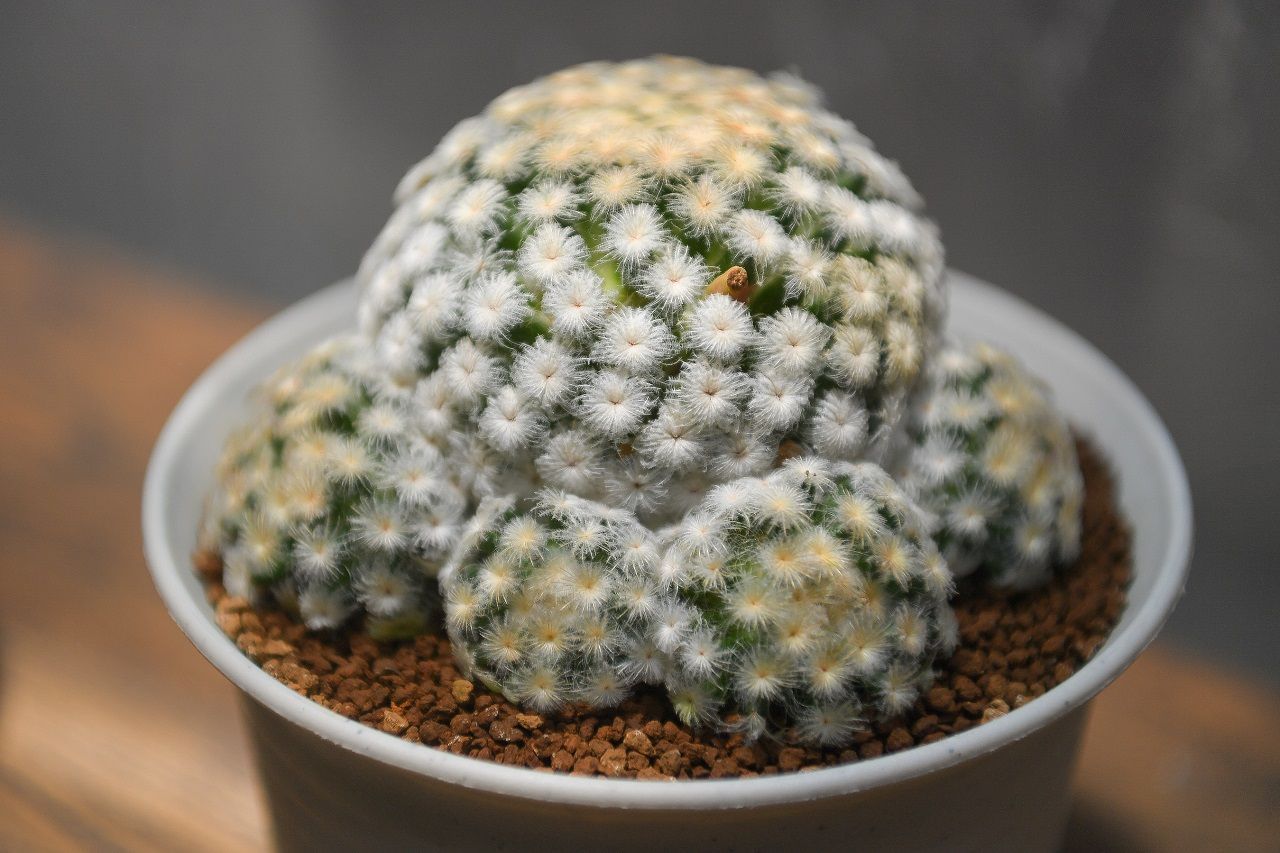 Mammillaria plumosa Selected