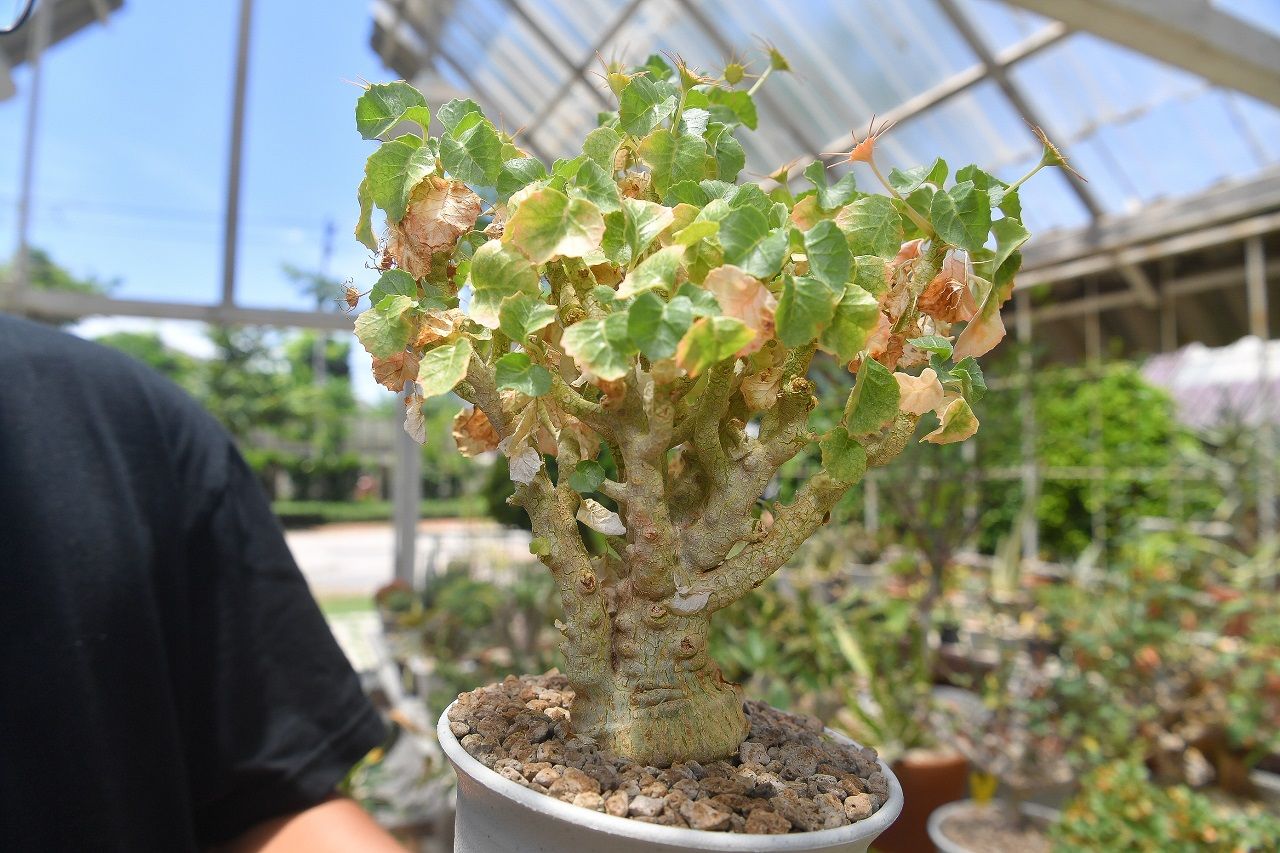 Dorstenia gypsophila