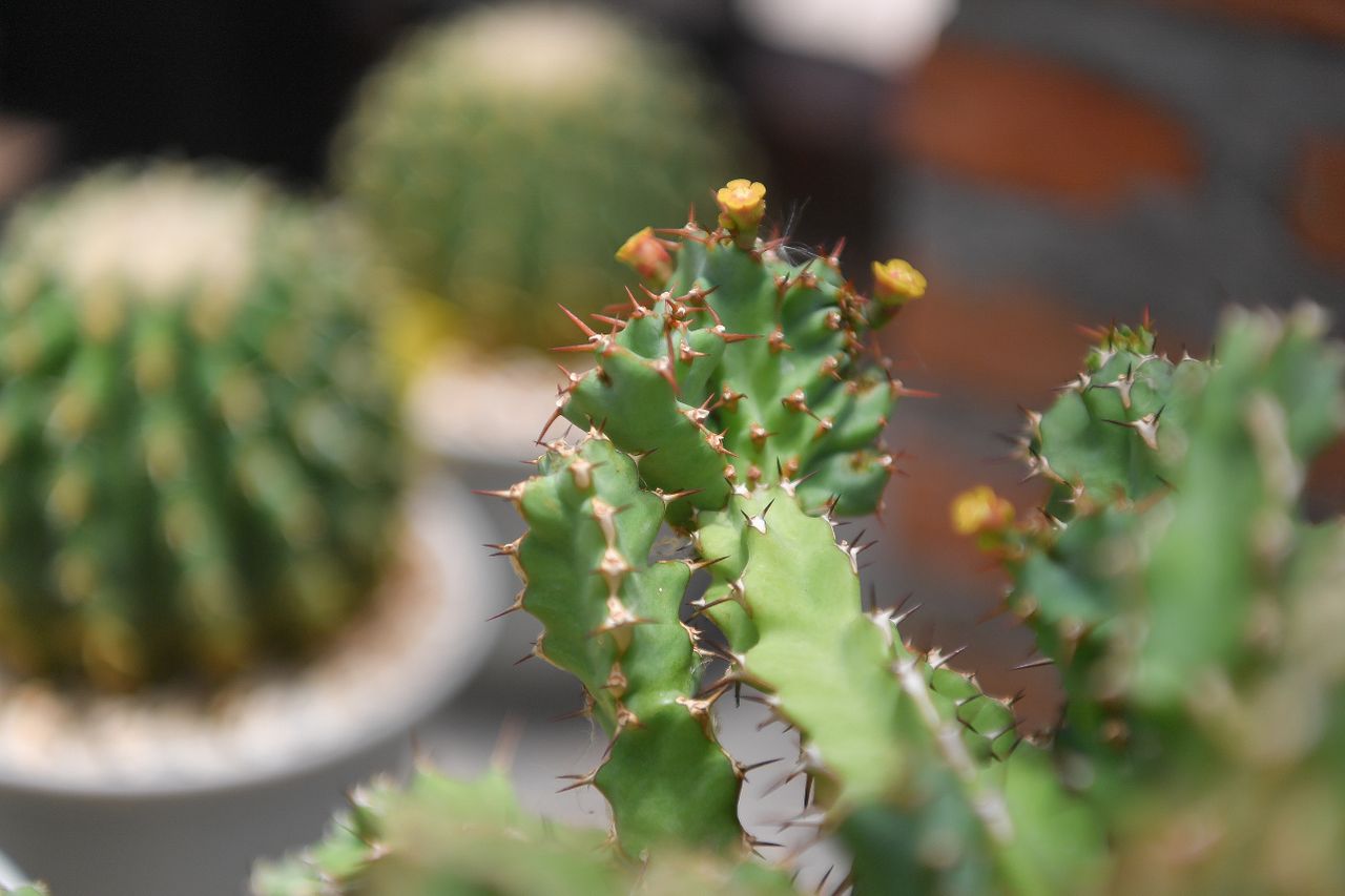 Euphorbia tortirama f.cristata