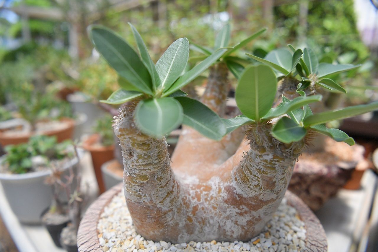 Pachypodium eburneum