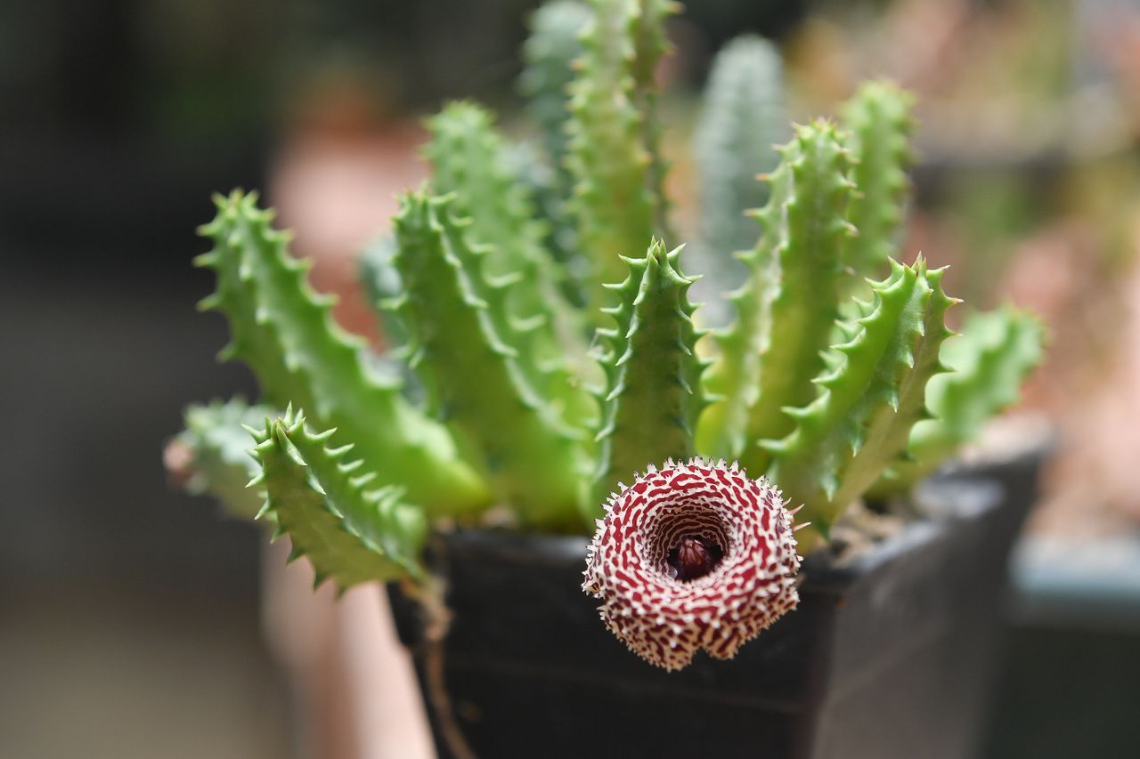 Huernia hystrix