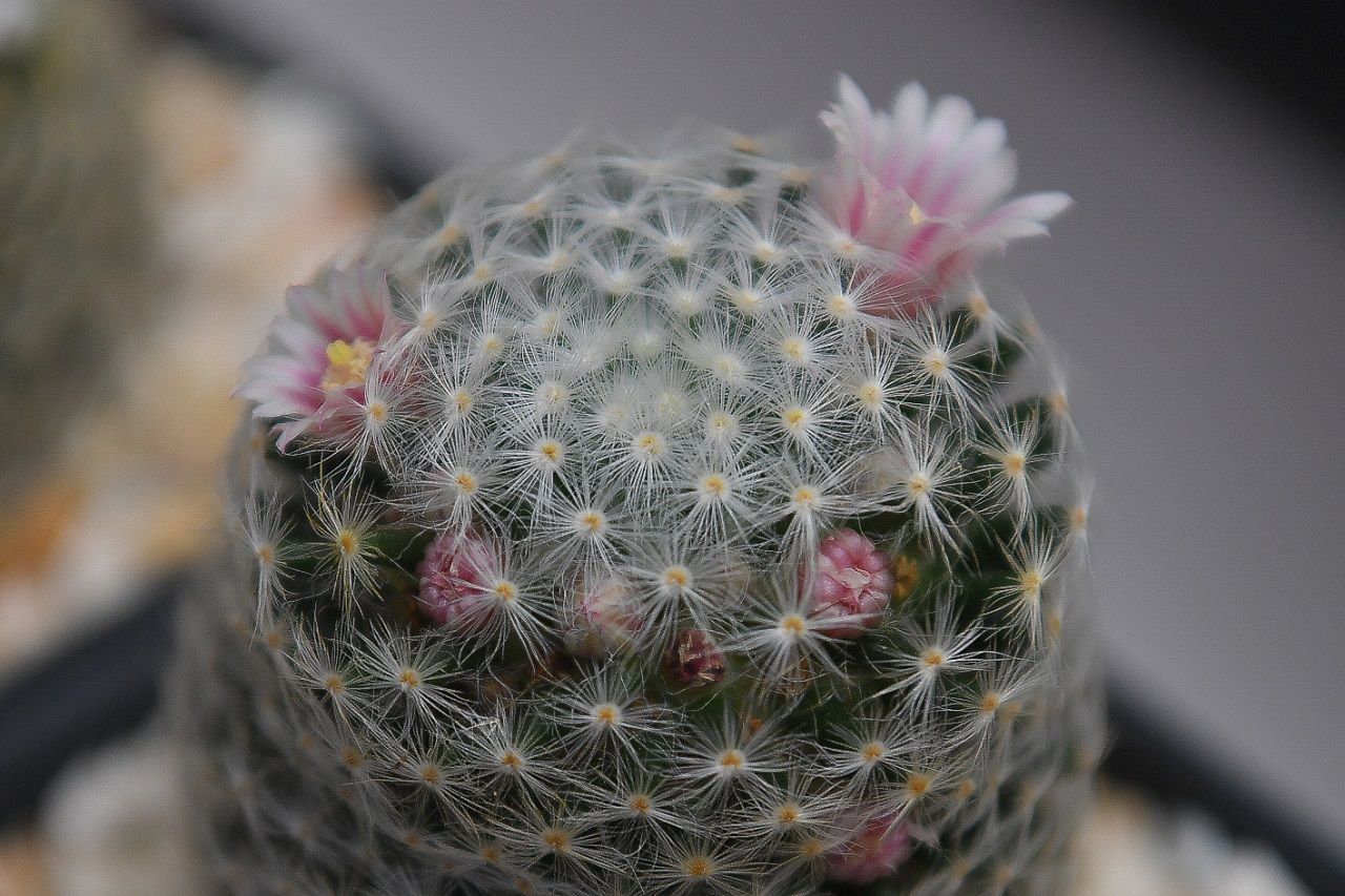 Mammillaria schiedeana hybrid