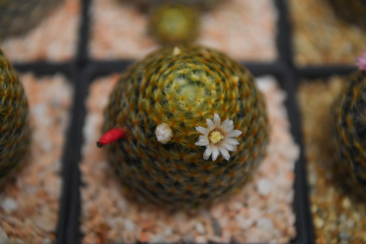 Mammillaria schiedeana ขนนกเหลือง