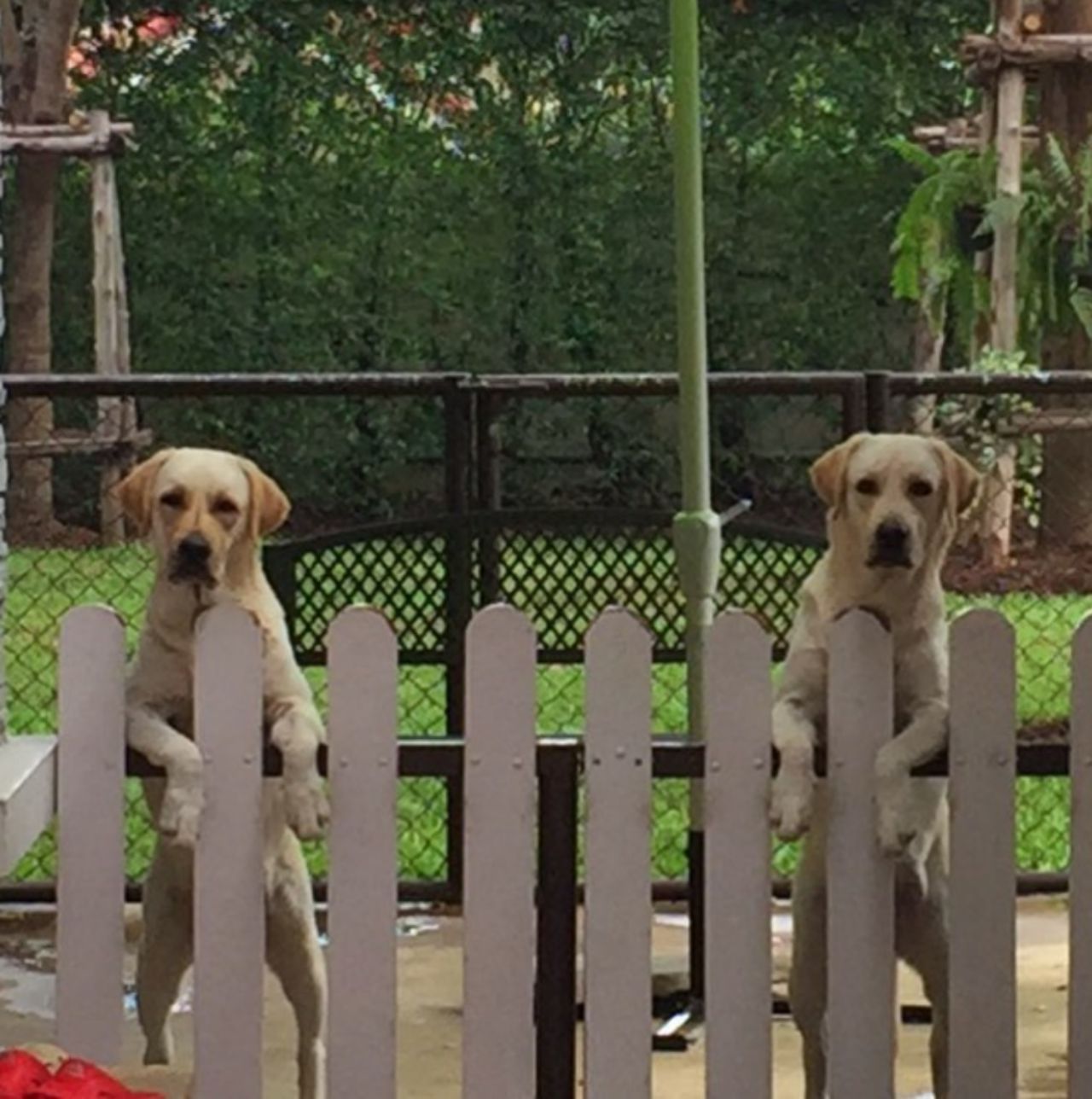 น้องหมาสุดรัก