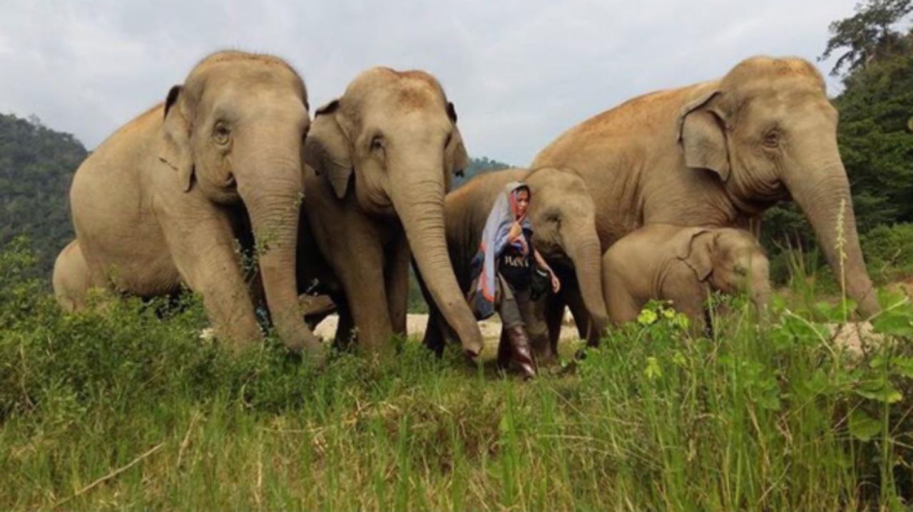 โขลงช้าง