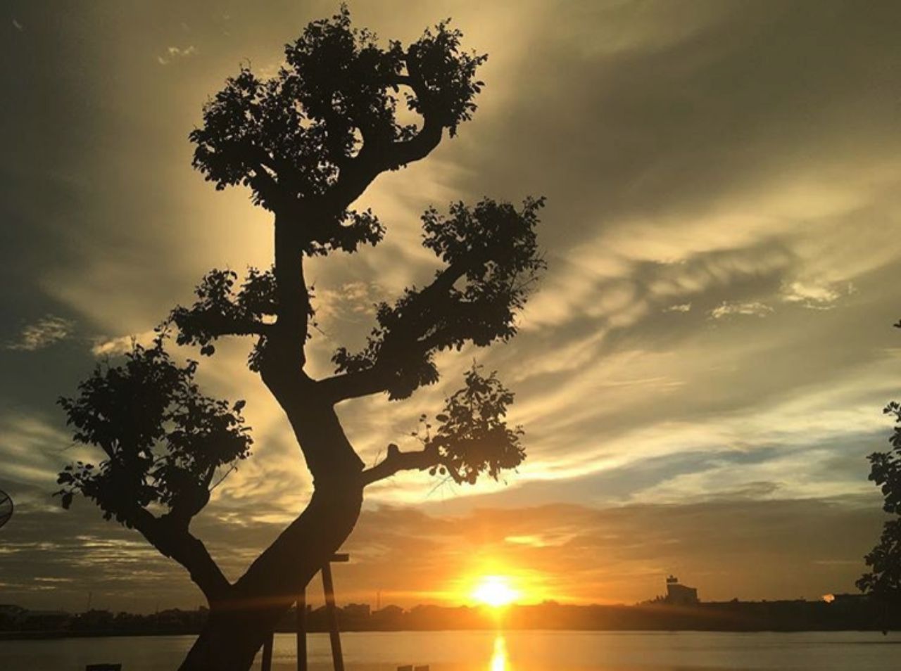 ต้นไม้และพระอาทิตย์ตก