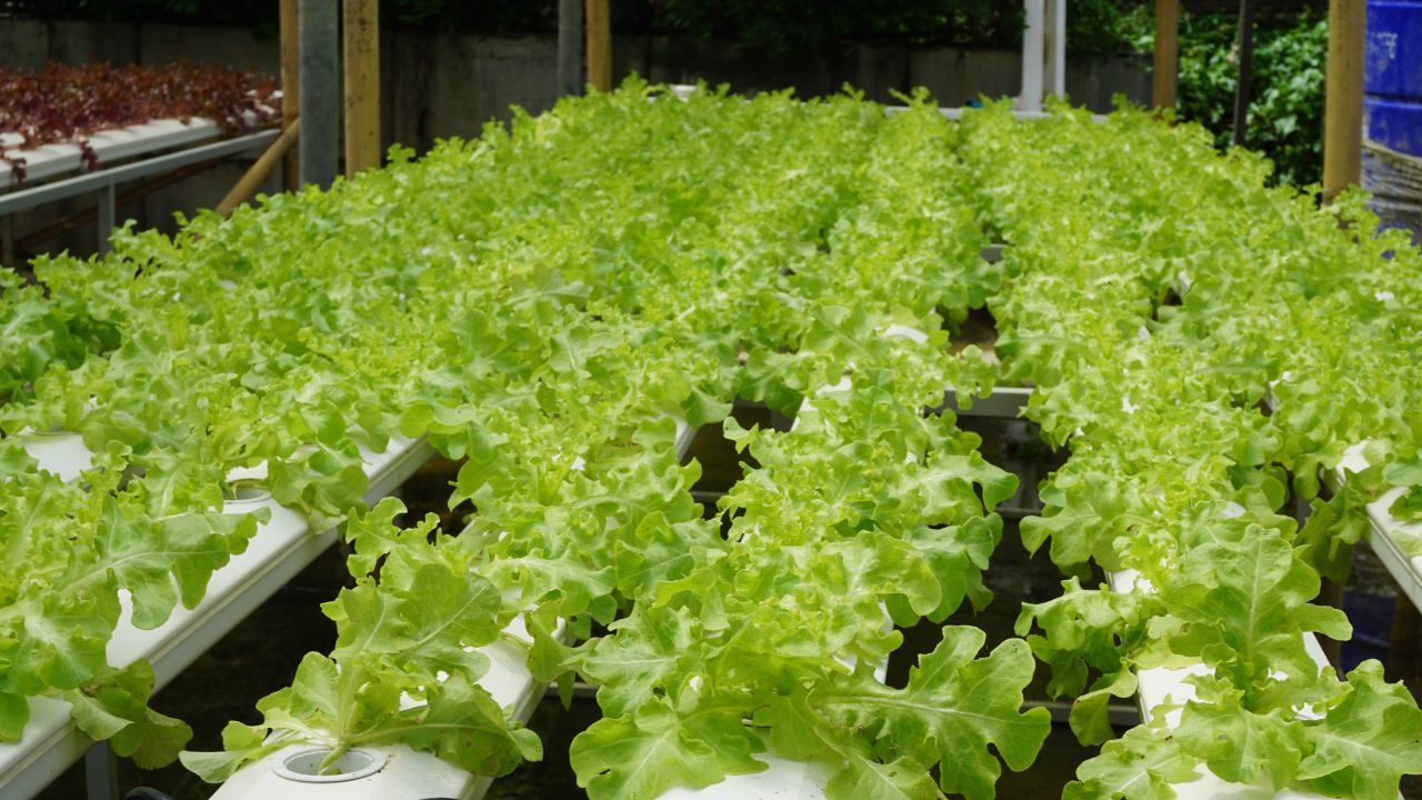 ผักออร์แกนิกปลูกไว้ทำอาหารให้ลูกค้า