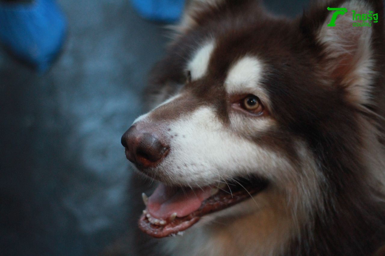 น้องตัวนี้ว่าง่าย  บอกให้นั่งก็นั่ง บอกให้ยืนก็นั่ง บอกขอถ่ายรูปหน่อยก็นั่ง :D