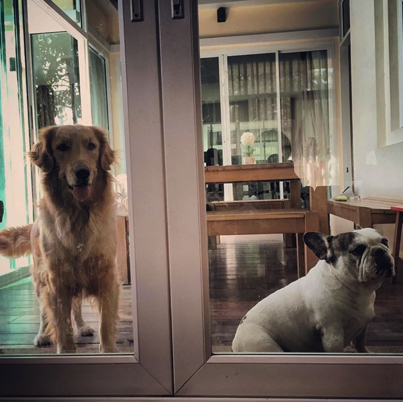 น้องหมาน่ารักๆ