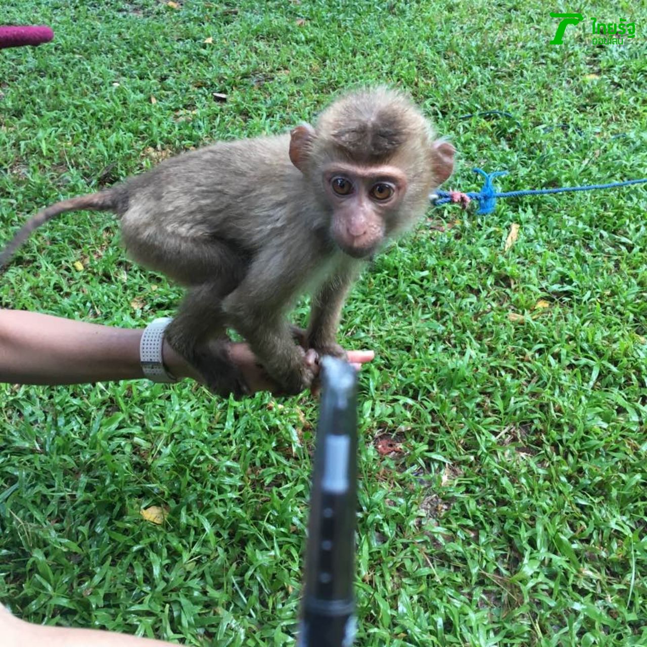 เราแนะนำว่าคุณควรเก็บของชิ้นเล็กๆให้ดี ไม่งั้นจะโดนน้องลิงเอาไปแทะนะจ๊ะ