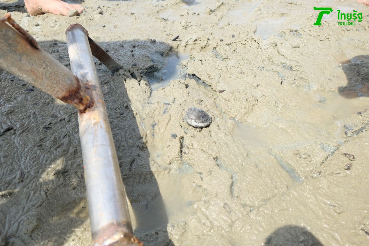 ถ้าเราลากคราดถูกวิธี จะกระทบตัวหอยเสียงดัง แก๊ก แล้วก็หยิบขึ้นมาได้เลย 