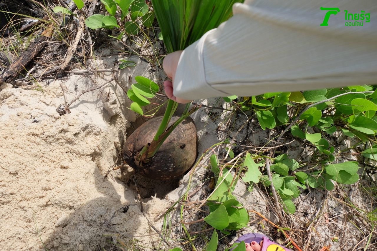 ปลูกมะพร้าวที่เกาะเสร็จ