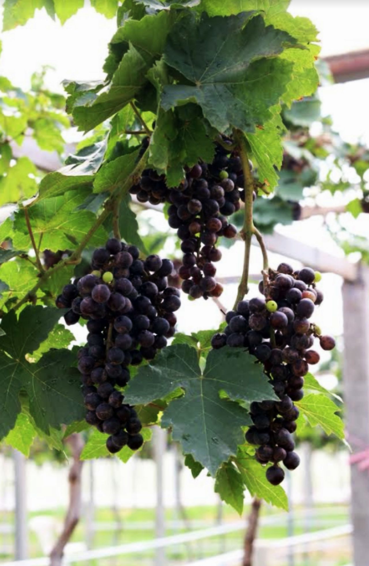 องุ่นก็มีนะ