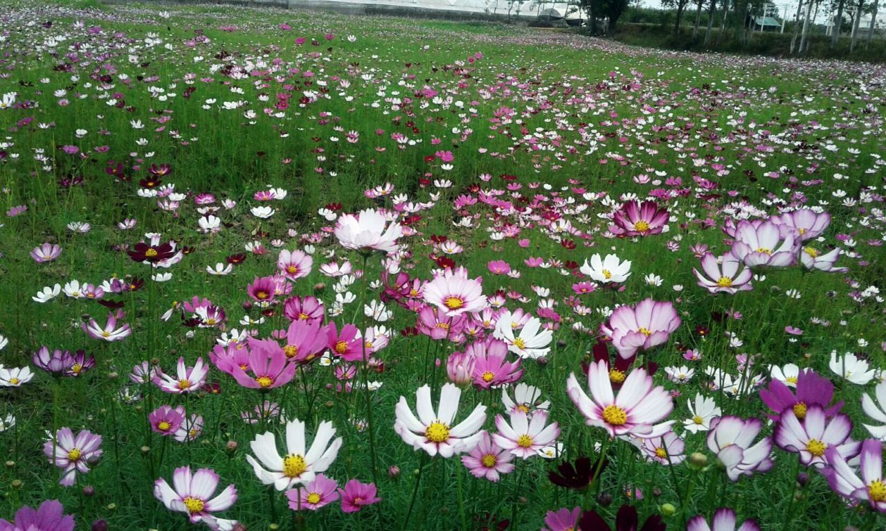 ทุ่งคอสมอส
