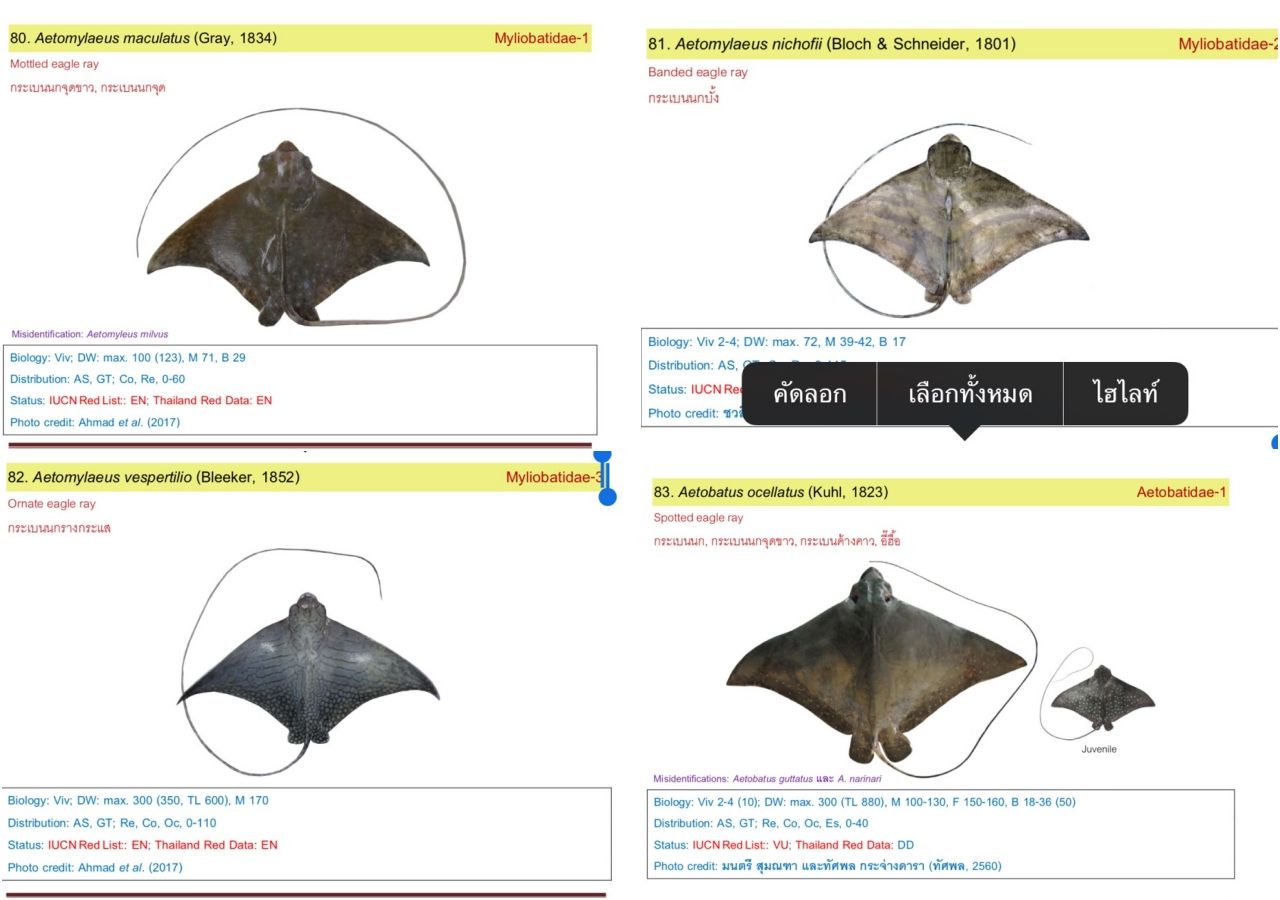 ปลากระเบนนก มี 4 ชนิด