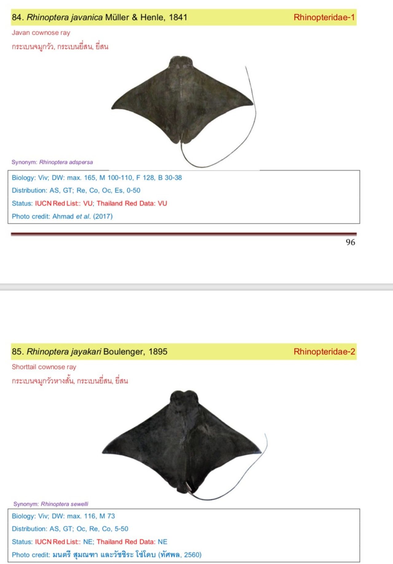 ปลากระเบนยี่สน มี 2 ชนิด